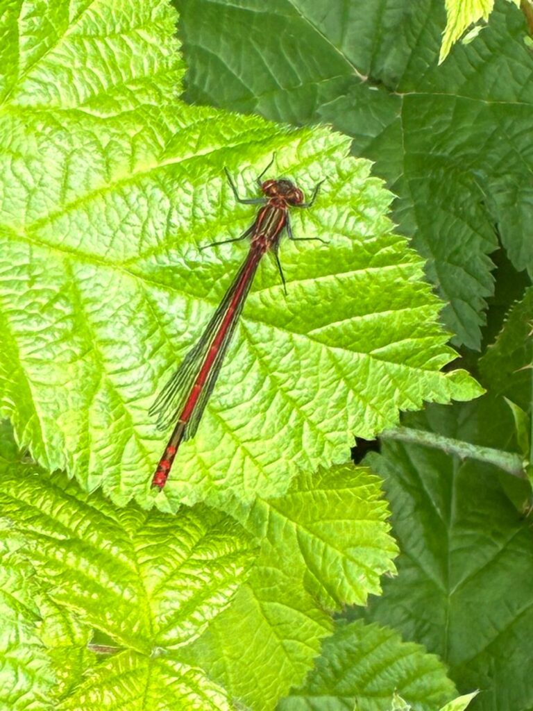 Large Red Damselfly