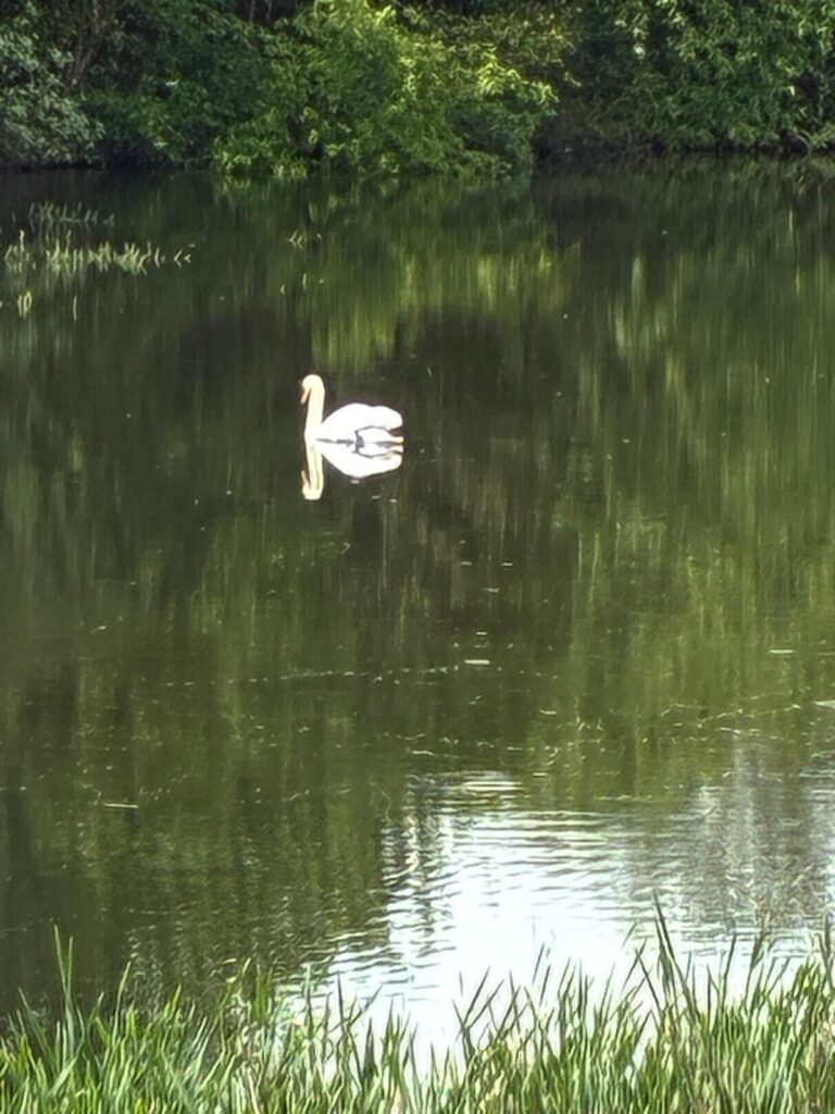 Swan