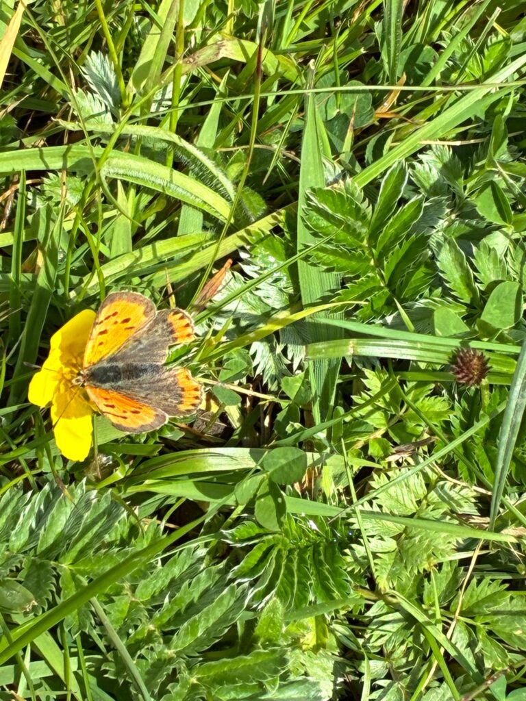 Small Copper Butterfly